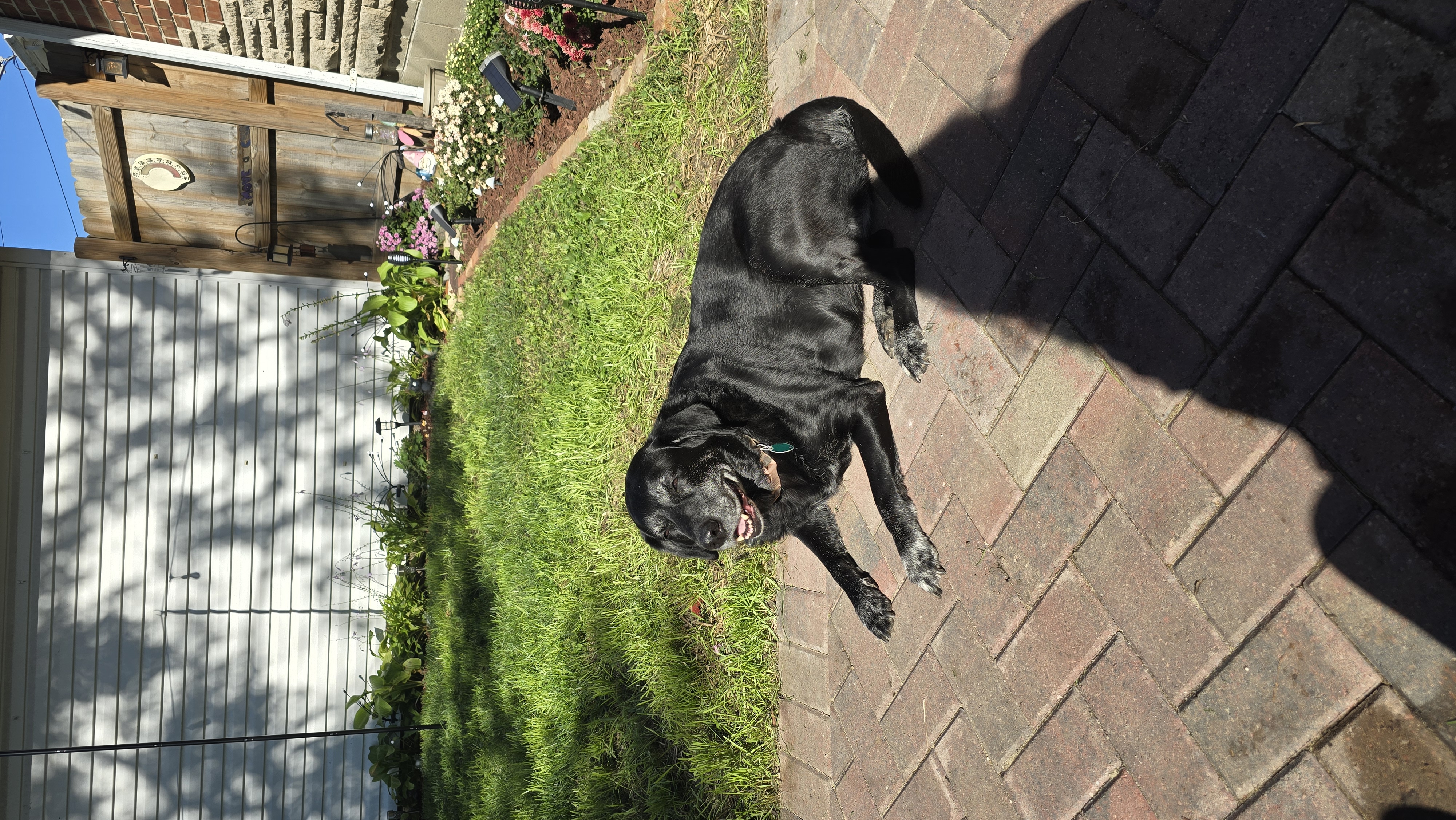 Dog Enjoying the Patio